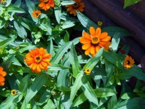 庭に咲いたオレンジ色の花